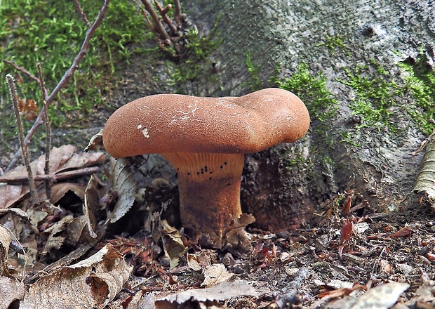 čechračka tmavohlúbiková Tapinella atrotomentosa (Batsch) Šutara