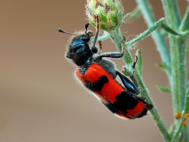 pestroš včelí (sk) / pestrokrovečník včelový (cz) Trichodes apiarius Linnaeus, 1758