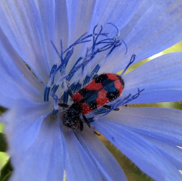 pestroš včelí Trichodes apiarius L.