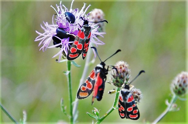 vretienka vyčencová Zygaena carniolica