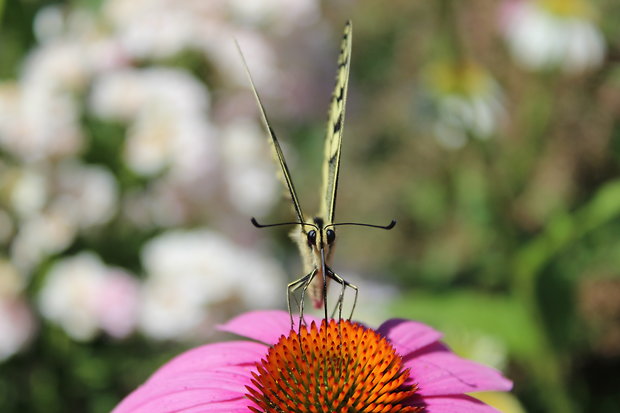 vidlochvost feniklový papilio machaon