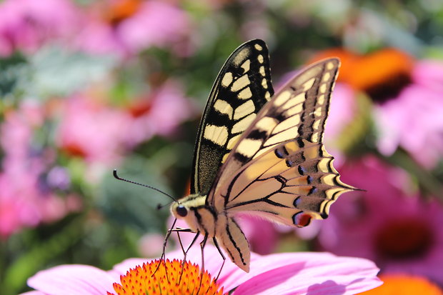 vidlochvost feniklový papilio machaon