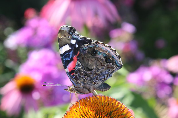 babôčka admirálska vanessa atalanta