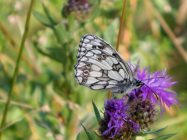 očkáň timotejkový   Melanargia galathea