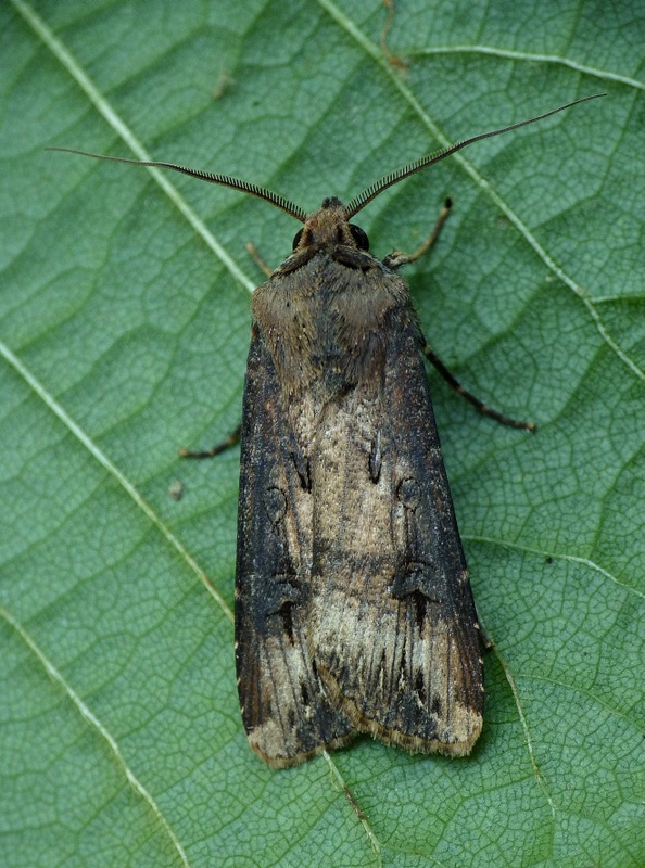 siatica ypsilonová Agrotis ipsilon