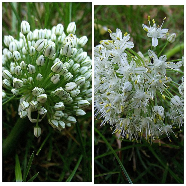 cibuľa Allium cepa (L.) Opiz