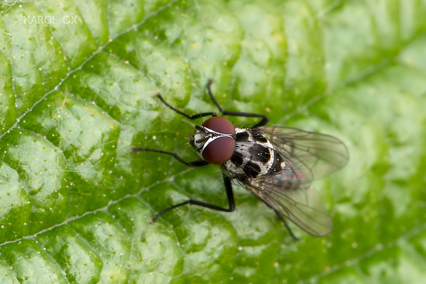 kvetárka Anthomyia procellaris