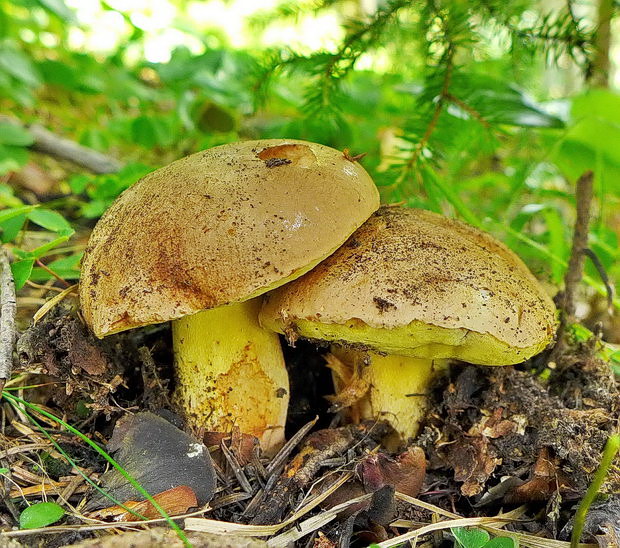 hríb horský Butyriboletus subappendiculatus (Dermek, Lazebn. & J. Veselský) D. Arora & J.L. Frank