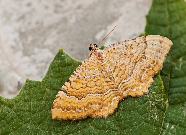 piadivka žihľavová Camptogramma bilineata