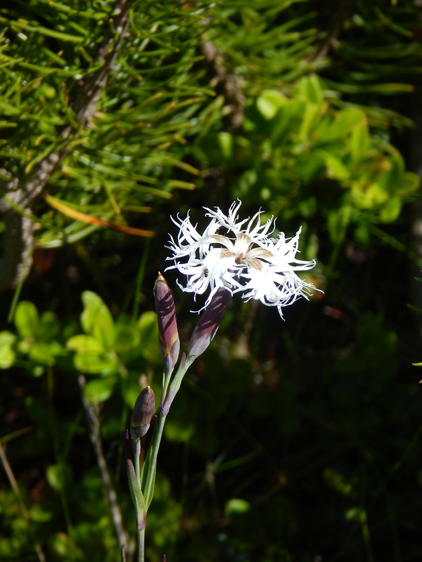 klinček včasný pravý Dianthus praecox subsp. praecox