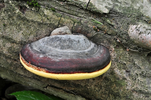 práchnovček pásikavý Fomitopsis pinicola (Sw.) P. Karst.