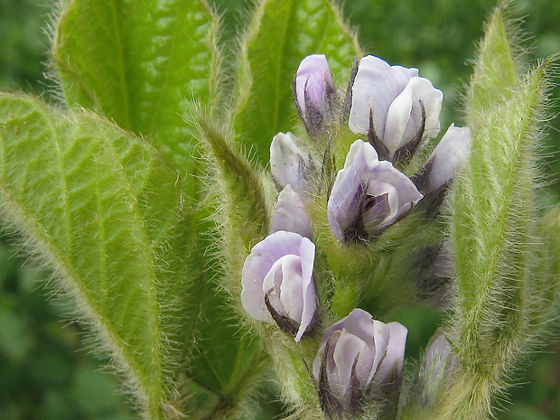 sója fazuľová Glycine max (L.) Merrill