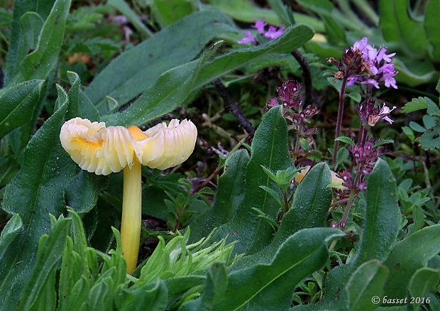 lúčnica hrotitá Hygrocybe acutoconica (Clem.) Singer