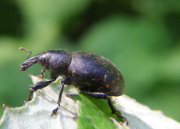 tvrdoň deväťsilový Liparus glabrirostris