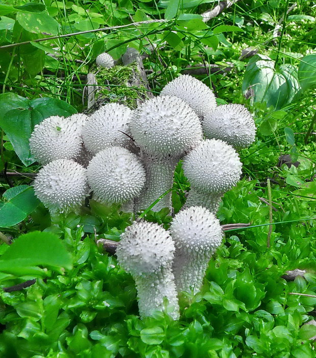 prášnica bradavičnatá Lycoperdon perlatum Pers.