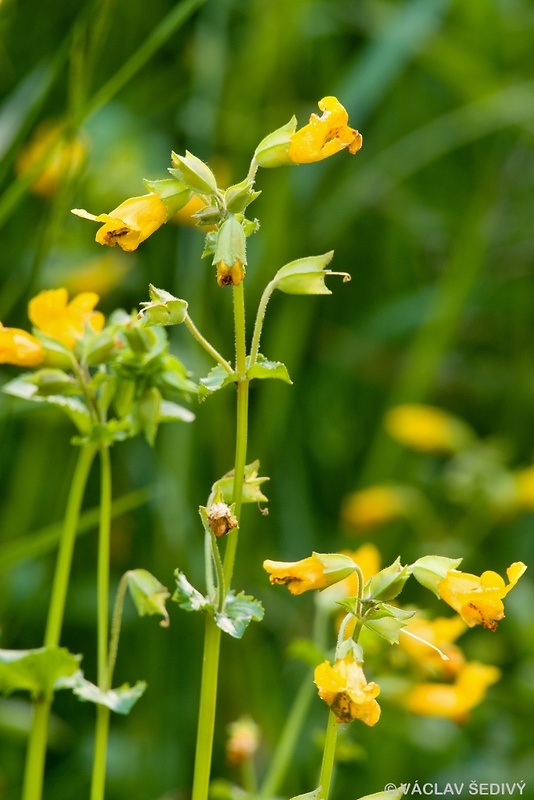 čarodejka škvrnitá Mimulus guttatus DC.