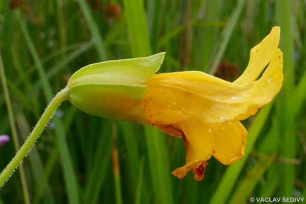 čarodejka škvrnitá Mimulus guttatus DC.