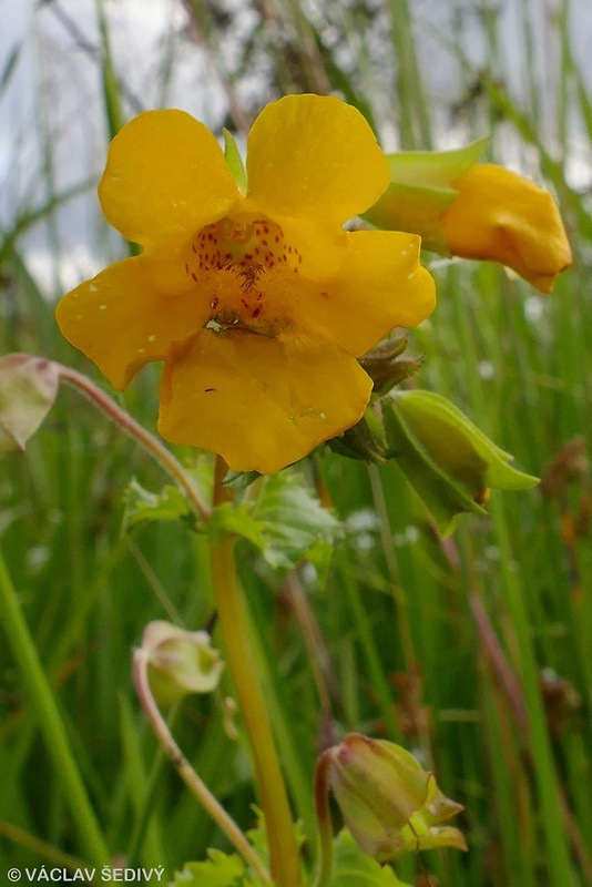 čarodejka škvrnitá Mimulus guttatus DC.