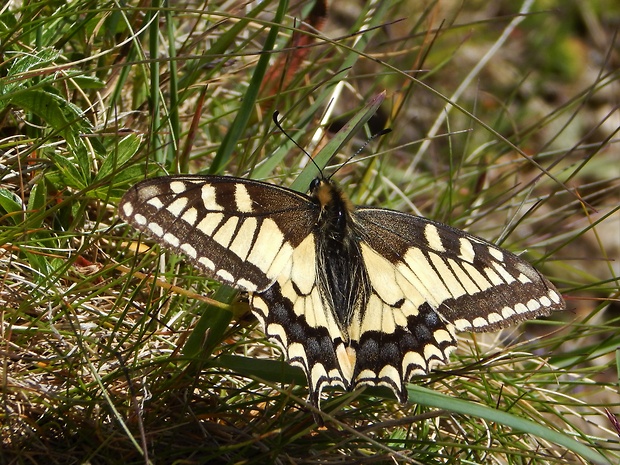 vidlochvost feniklový  Papilio machaon  L., 1758