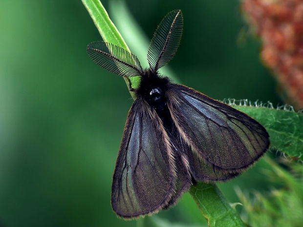 smutník trávový (sk) / smutník jílkový (cz) Penthophera morio Linnaeus, 1767