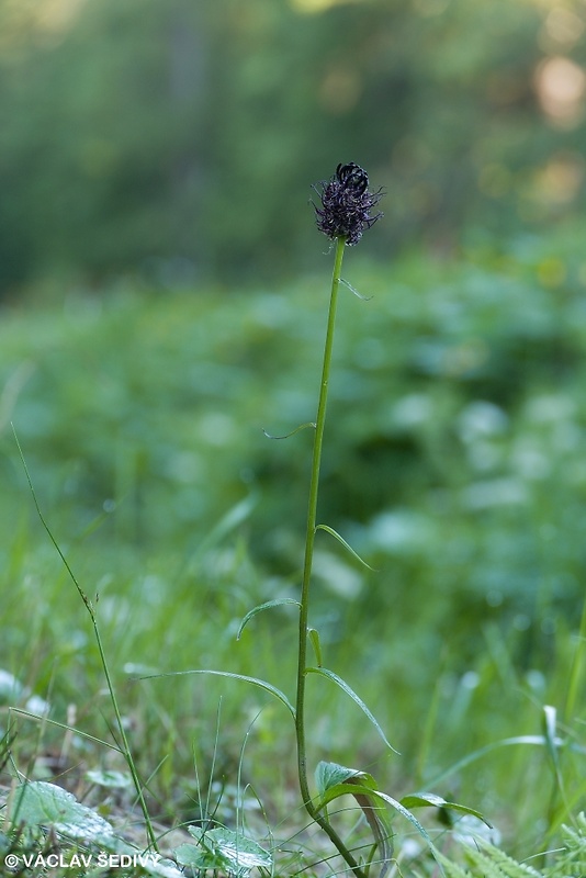 zerva čierna Phyteuma nigrum F. W. Schmidt