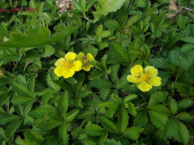 nátržník plazivý Potentilla reptans L.