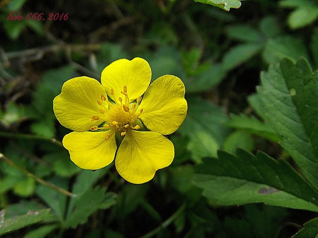 nátržník plazivý Potentilla reptans L.