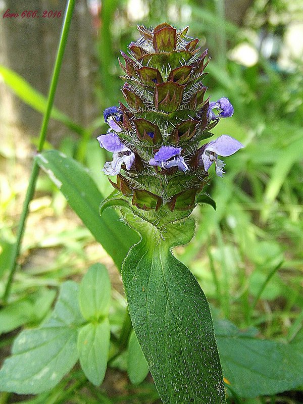 čiernohlávok obyčajný Prunella vulgaris L.