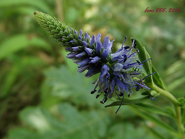 veronikovec klasnatý Pseudolysimachion spicatum (L.) Opiz