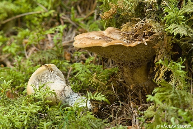 jelenkovec Sarcodon fennicus (P. Karst.) P. Karst.