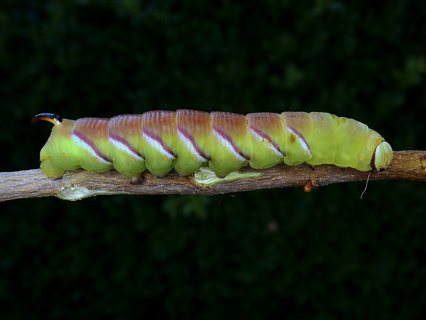 lišaj orgovánový - húsenica Sphinx ligustri