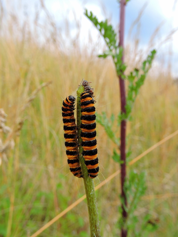 spriadač starčekový   Tyria jacobaeae