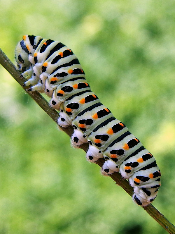 vidlochvost feniklový - húsenica  Papilio machaon