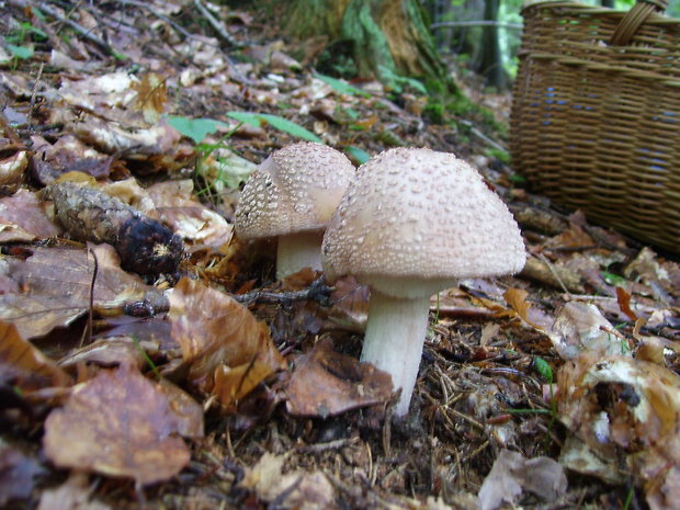 muchotrávka červenkastá Amanita rubescens Pers.