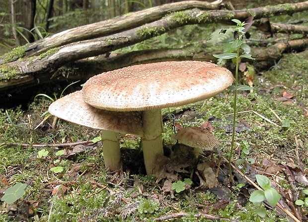 muchotrávka Amanita sp.