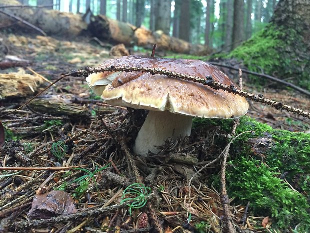 hríb smrekový Boletus edulis Bull.