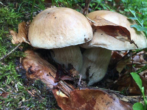 hríb smrekový Boletus edulis Bull.