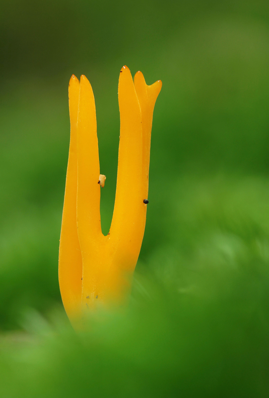 parôžkovec lepkavý Calocera viscosa (Pers.) Fr.