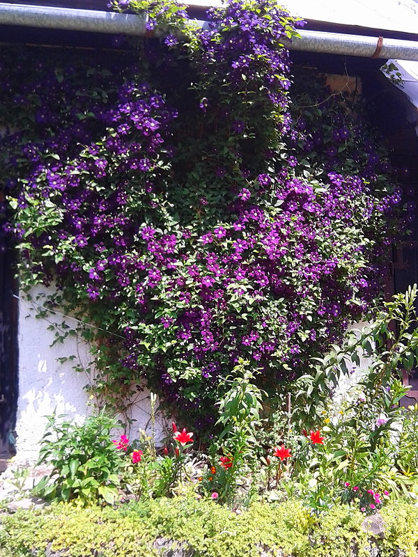 plamienok Clematis