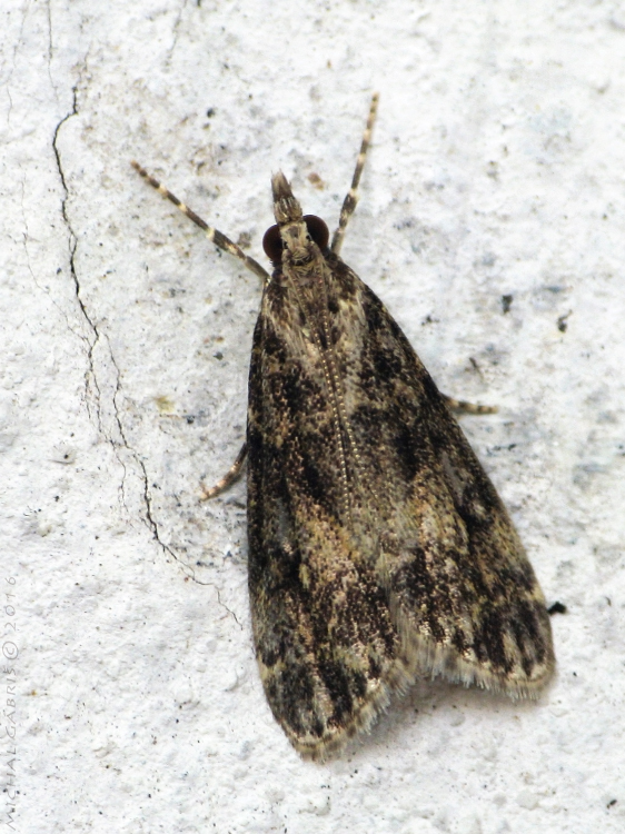 sivenka krovinová Eudonia cf.lacustrata