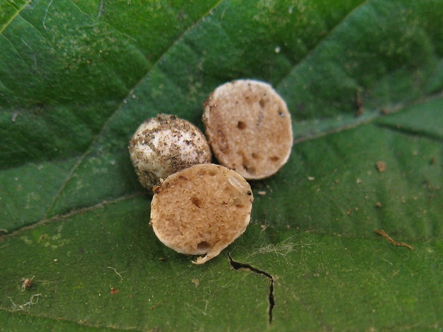 hľuza Hymenogaster sp.