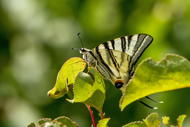 vidlochvost ovocný  Iphiclides podalirius