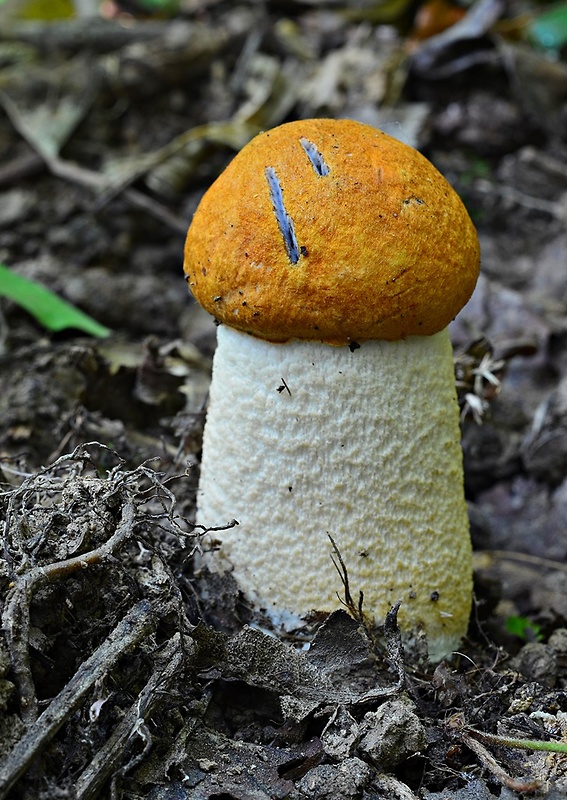 kozák osikový Leccinum albostipitatum den Bakker & Noordel.