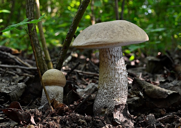 kozák topoľový Leccinum duriusculum (Schulzer ex Kalchbr.) Singer