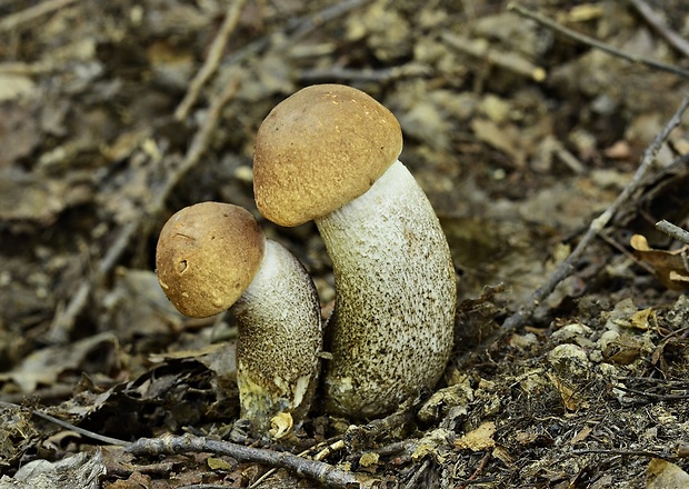 kozák topoľový Leccinum duriusculum (Schulzer ex Kalchbr.) Singer