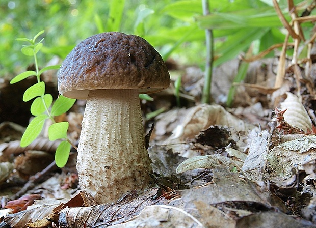 kozák hrabový Leccinum pseudoscabrum (Kallenb.) Šutara