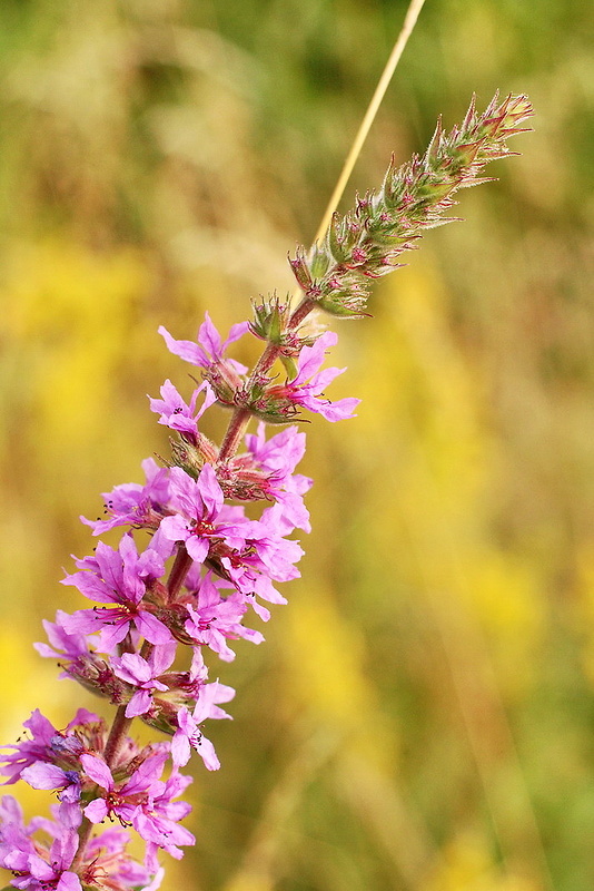 vrbica vŕbolistá Lythrum salicaria L.