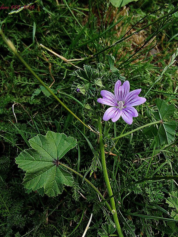 slez lesný Malva sylvestris L.