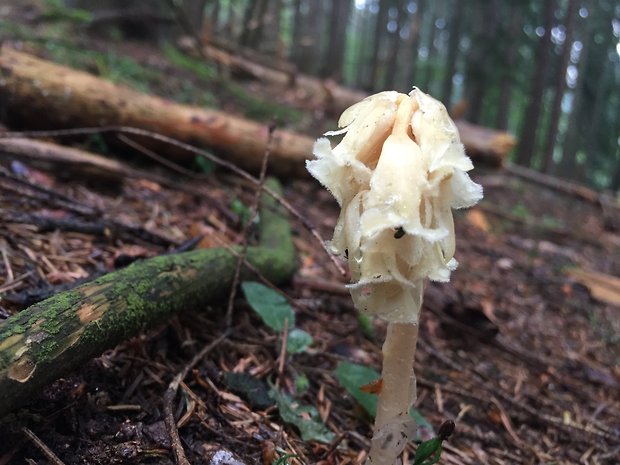 hniliak smrekový Monotropa hypopitys L.