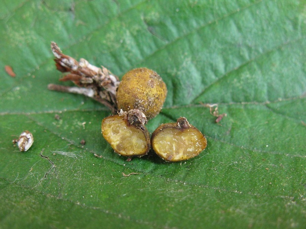 zelenec žltohnedý Pachyphloeus conglomeratus Berk. & Broome